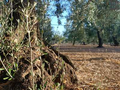 �Quindi preparo i montanti, che ricavo dai �polloni� o �rampolli� di ulivo e di mandorlo, ossia i rami nuovi che crescono alla base delle piante�...